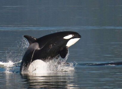 26 Glacier Cruise into Prince  William Sound from Anchorage