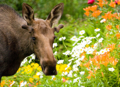 Turnagain Turnaround Tour from Anchorage