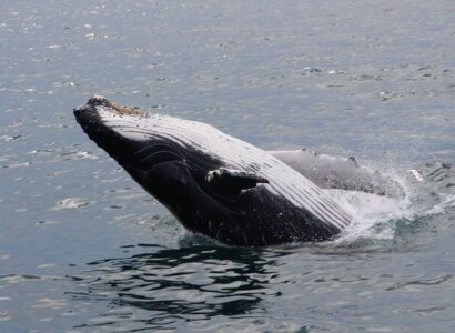 Whale Watching Tour in Gloucester