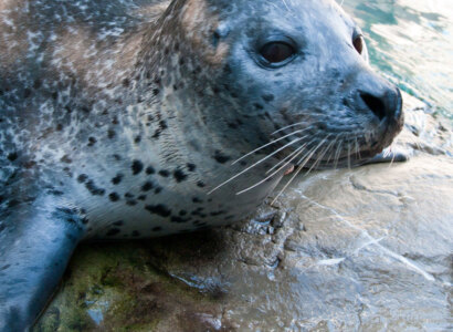 New England Aquarium General Admission, Boston