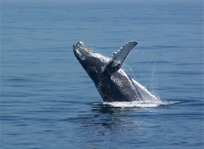 Whale Watch Cruise from Barnstable