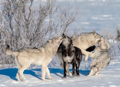 Cloud Wolves of the Kaska Coast