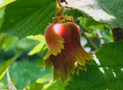 Guided Black Walnut Tour with Tasting and Hay Ride from Penn Yann