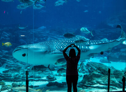 Georgia Aquarium Admission, Atlanta