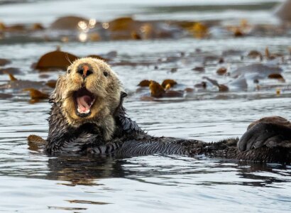 Sea Otter Viewing and Whale Watching Tour from Port Hardy